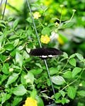 pic for Butterfly at Toronto Zoo